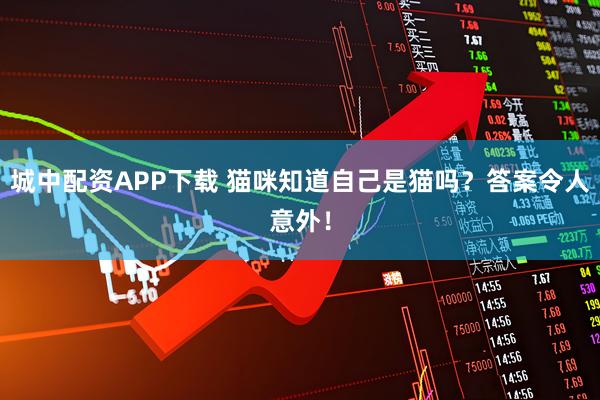 城中配资APP下载 猫咪知道自己是猫吗？答案令人意外！
